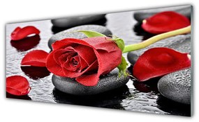 Obraz plexi Ruže kvet kamene zen 125x50 cm