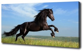 Moderný fotoobraz canvas na ráme Čierny kôň na lúke oc-26473191