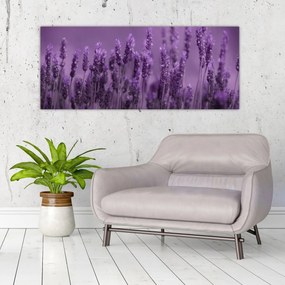 Obraz - Levanduľa (120x50 cm)