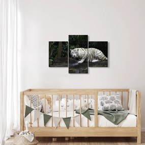 Obraz - Tiger albín (90x60 cm)