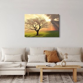 Obraz stromu na lúke (90x60 cm)