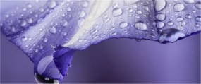 Obraz - Okvetný lístok s kvapkami (120x50 cm)