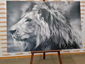 Obraz nádherný lev v čiernobielom prevedení