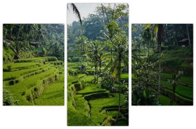 Obraz ryžových terás Tegalalang, Bali (90x60 cm)