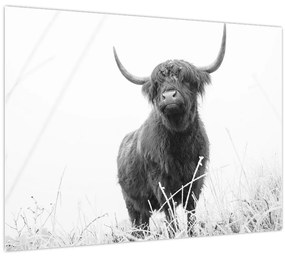Obraz - Škótska krava 4, čiernobiela (70x50 cm)