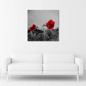 Obraz na plátně Červené máky a kukuřice - 40x40 cm