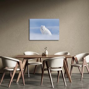 Obraz - Polárna líška (70x50 cm)