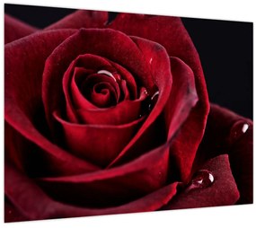 Obraz - Červená ruža (70x50 cm)