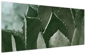 Obraz - Zelená agáve (120x50 cm)