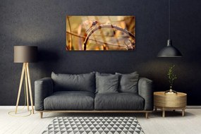 Obraz na skle Vážka príroda rastlina 140x70 cm