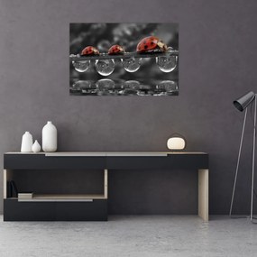 Obraz - Lienka sedembodková, čiernobiela (90x60 cm)