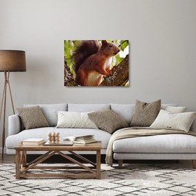 Sklenený obraz veveričky (70x50 cm)