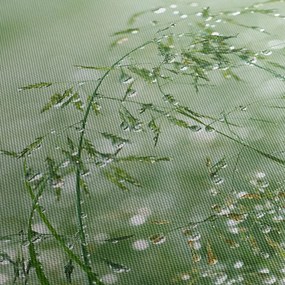 Obraz - Rosa v tráve (120x50 cm)