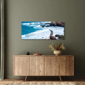 Obraz - Sula modronohá (120x50 cm)