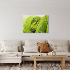 Sklenený obraz hada (70x50 cm)