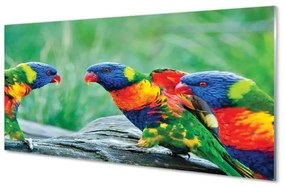 Sklenený obraz Farebný papagáj stromu 125x50 cm