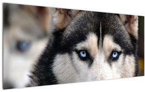 Obraz psa husky (120x50 cm)