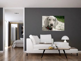 Obraz - šteňa weimarský stavač (90x60 cm)