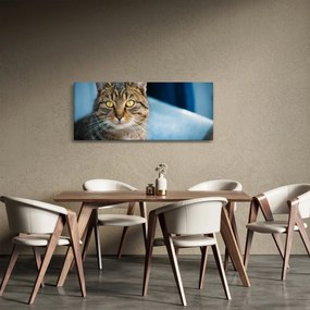 Obraz - Mačka domáca (120x50 cm)