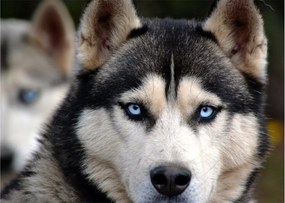 Sklenený obraz psa husky (70x50 cm)