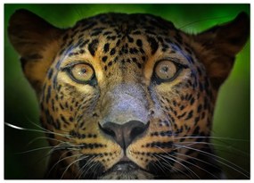 Obraz - Portrét leoparda, Sri Lanka (70x50 cm)