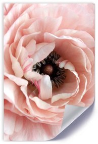 Gario Plagát Pastelový kvet pivonky Farba rámu: Bez rámu, Veľkosť: 40 x 60 cm