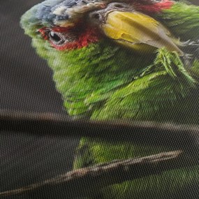 Obraz papagája (90x60 cm)
