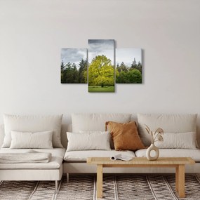 Obraz zeleného stromu uprostred poľa (90x60 cm)
