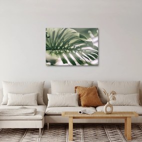 Obraz - List monštier (70x50 cm)