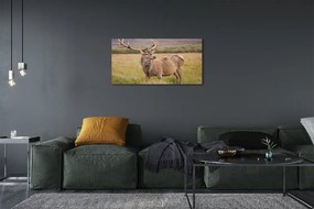 Obraz na plátne poľné jeleň 125x50 cm