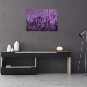Obraz - Levanduľa (70x50 cm)
