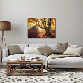 Obraz - Jesenný svit (70x50 cm)