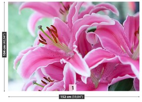 Fototapeta Vliesová Ružová ľalia 104x70 cm