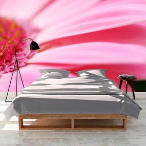 Sablio Tapeta Ružová gerbera - 208x125 cm