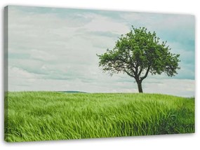 Obraz na plátně Zelený strom Krajina Příroda - 120x80 cm