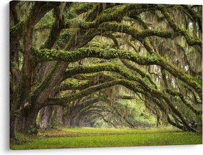 Obraz - Oaks Avenue, Charleston, Južná Karolína, USA (70x50 cm)