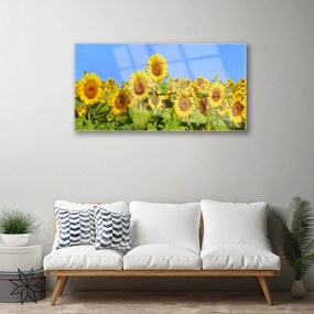 Obraz na akrylátovom skle Slnečnica kvet rastlina 100x50 cm