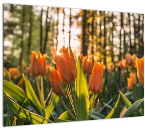 Sklenený obraz - oranžové tulipány (70x50 cm)