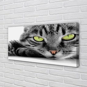 Obraz na plátne šedočierna mačka 120x60 cm