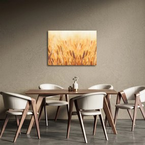 Obraz - pole s obilím (70x50 cm)