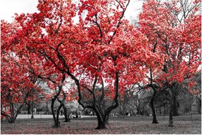 Obraz - Červené stromy, Central Park, New York (90x60 cm)