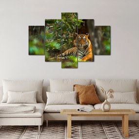 Obraz odpočívajúceho tigra (150x105 cm)