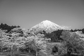 Fototapeta hora Fuji v čiernobielom - 450x300