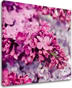 Obraz na stenu KVETY KV048E12 - 30x30 cm