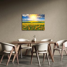 Obraz - Pole slnečníc (70x50 cm)