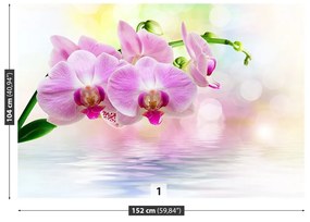 Fototapeta Vliesová Orchidea ruže 104x70 cm
