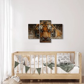 Obraz - Portrét tigra vo vode (90x60 cm)