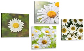 Set obrazov čarovné kvety Varianta: 4x 60x60