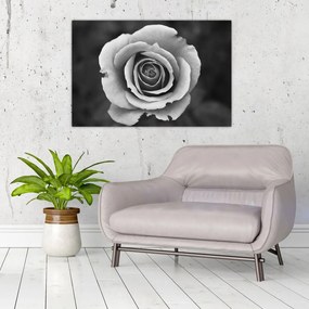 Obraz ruže (90x60 cm)