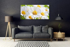Obraz plexi Sedmokrásky rastlina príroda 120x60 cm